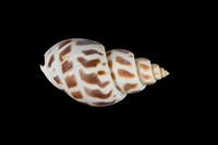 藏品(象牙鳳螺)的圖片